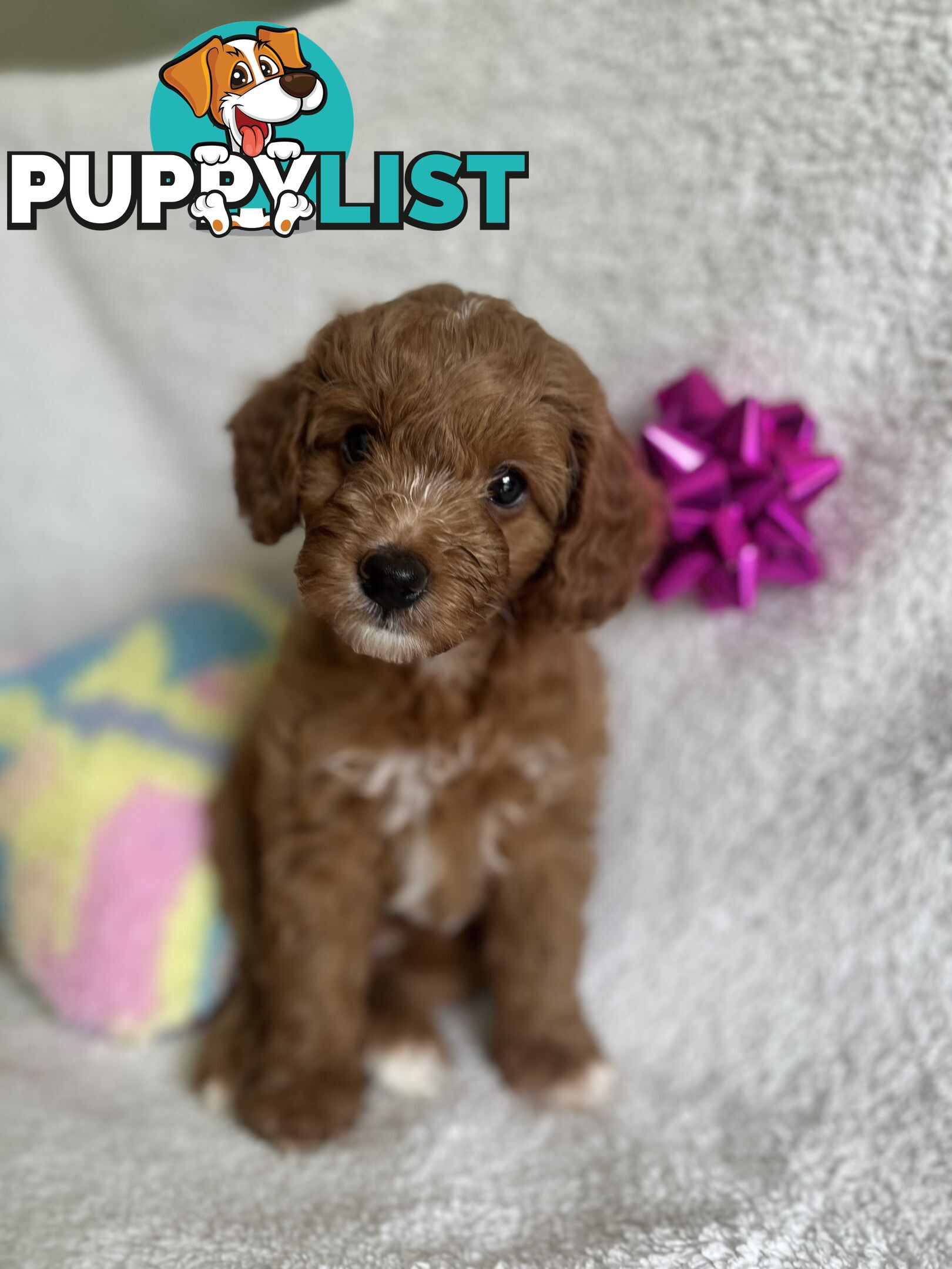 3 Toy Cavoodle Puppies