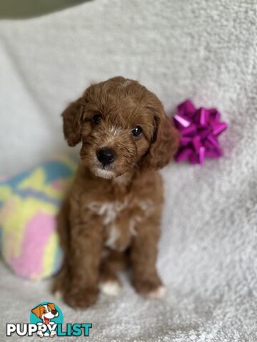 3 Toy Cavoodle Puppies