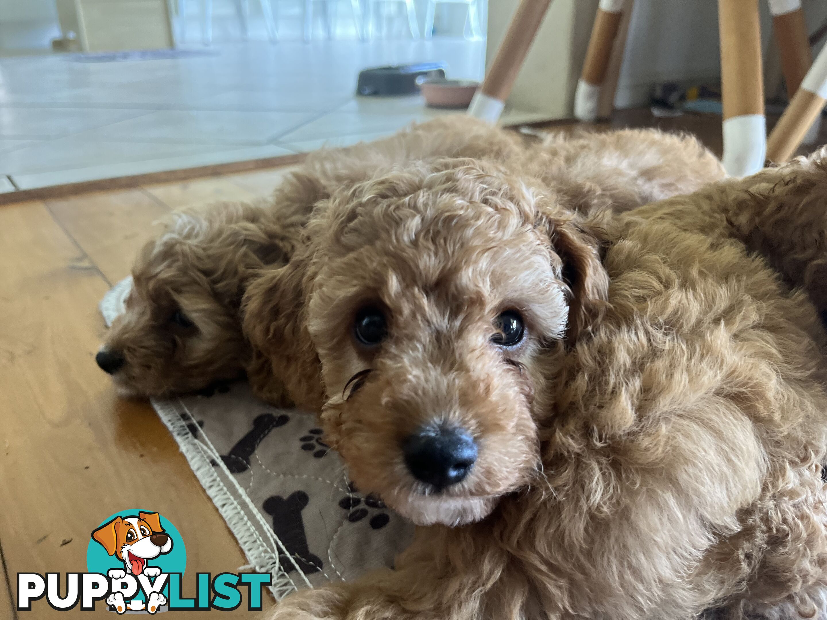 3 Toy Cavoodle Puppies