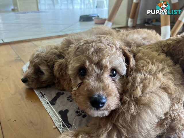 3 Toy Cavoodle Puppies