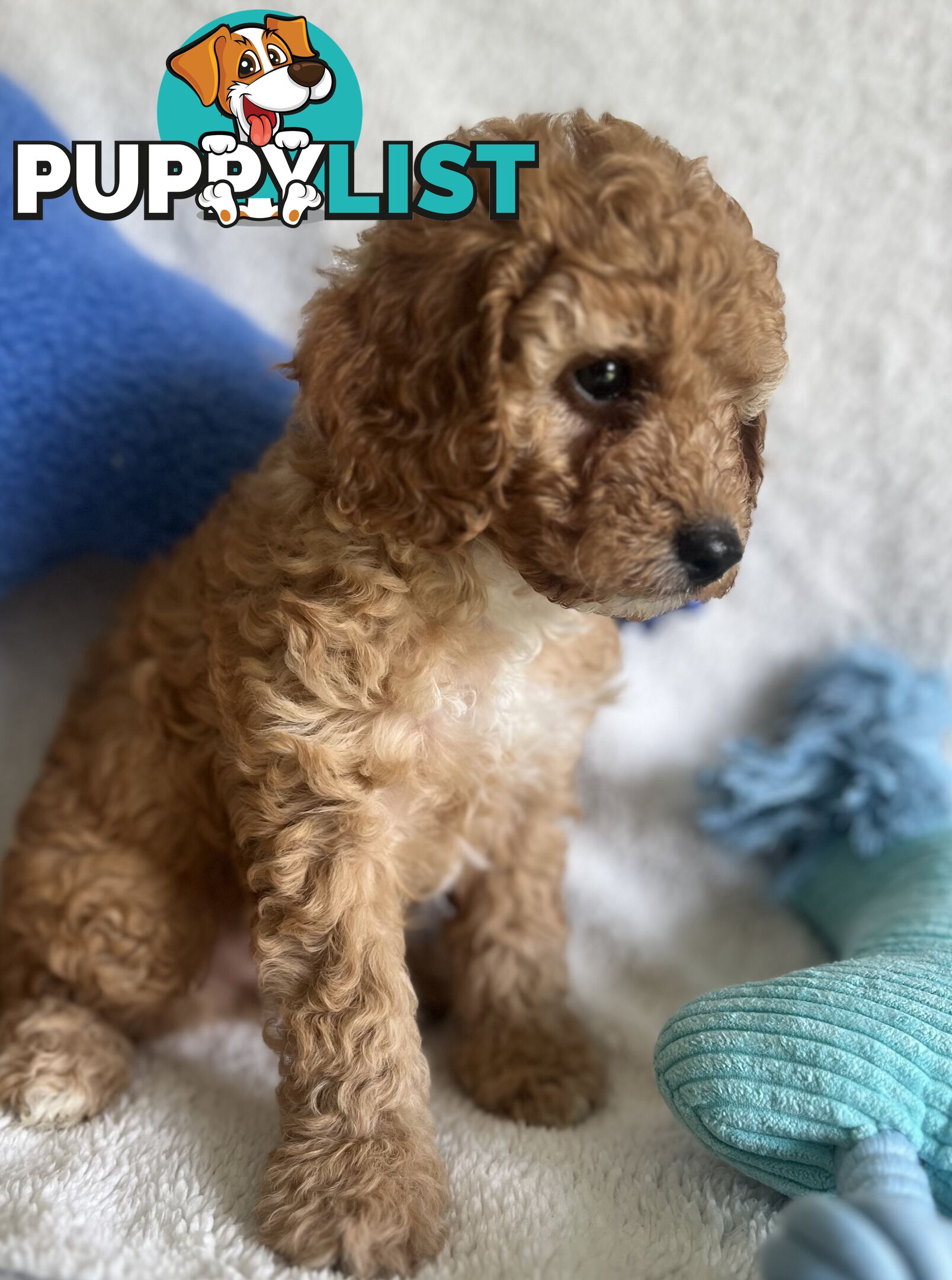 3 Toy Cavoodle Puppies