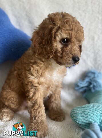 3 Toy Cavoodle Puppies