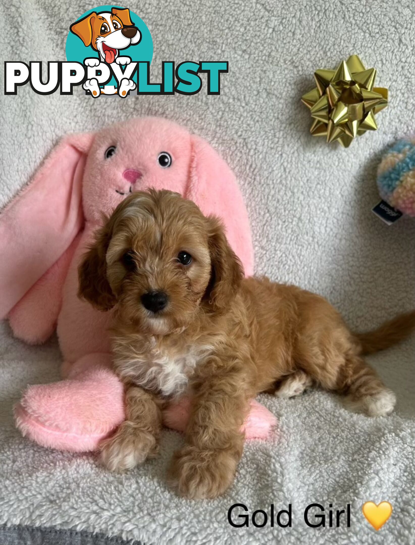 3 Toy Cavoodle Puppies