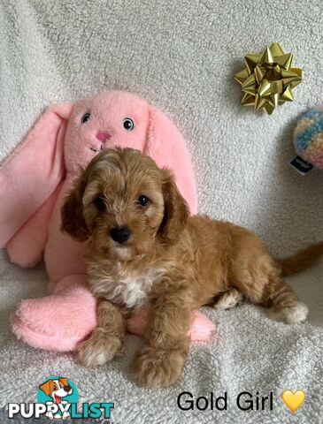 3 Toy Cavoodle Puppies