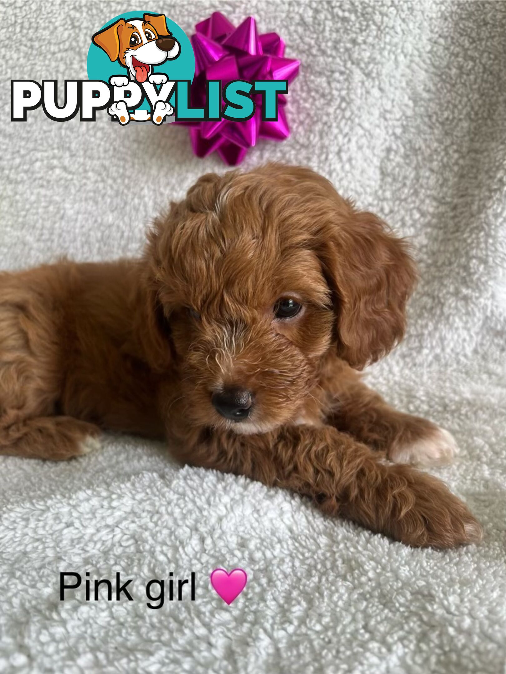 3 Toy Cavoodle Puppies