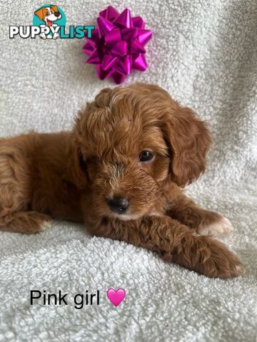 3 Toy Cavoodle Puppies