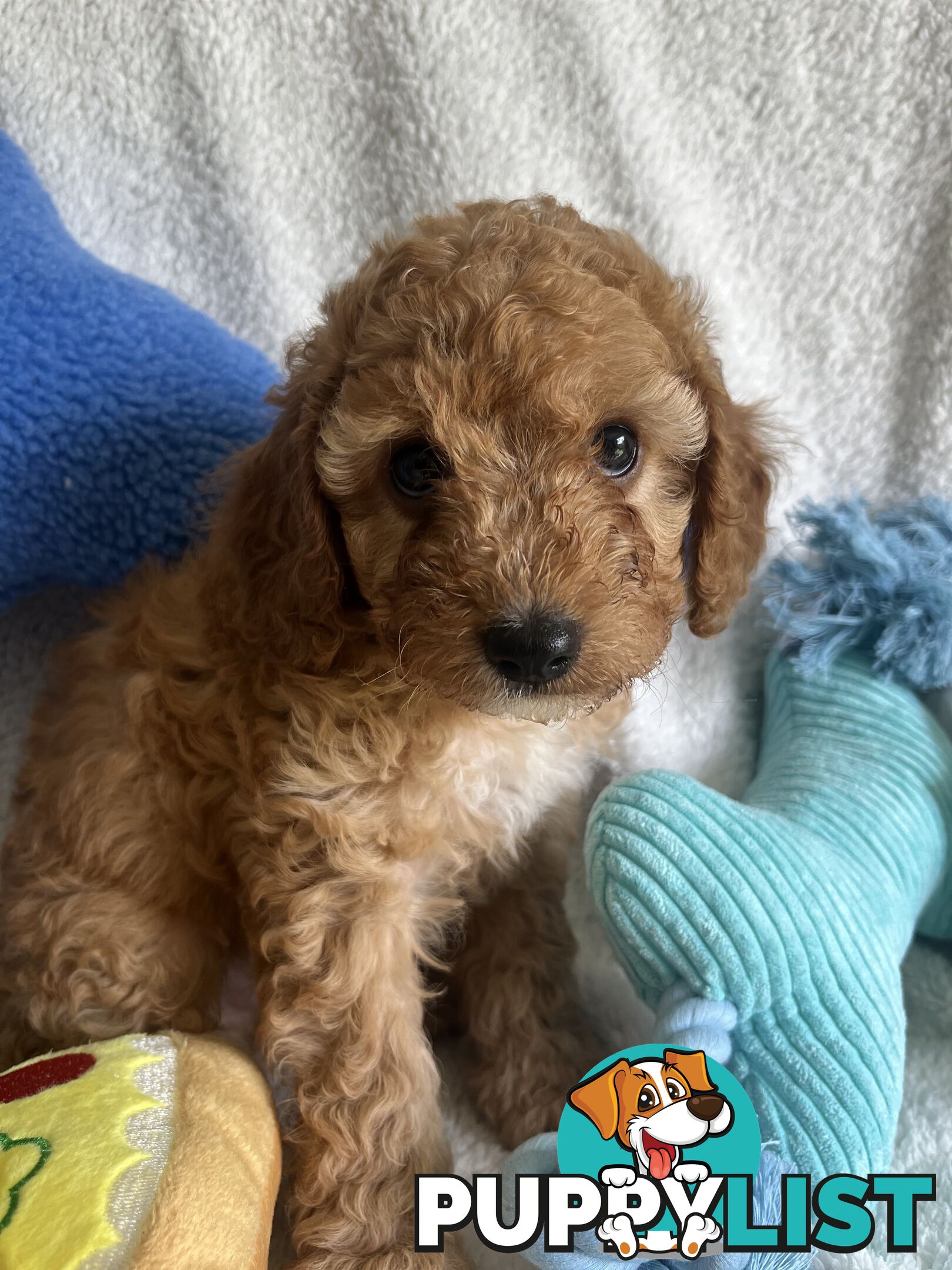 3 Toy Cavoodle Puppies