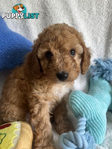 3 Toy Cavoodle Puppies