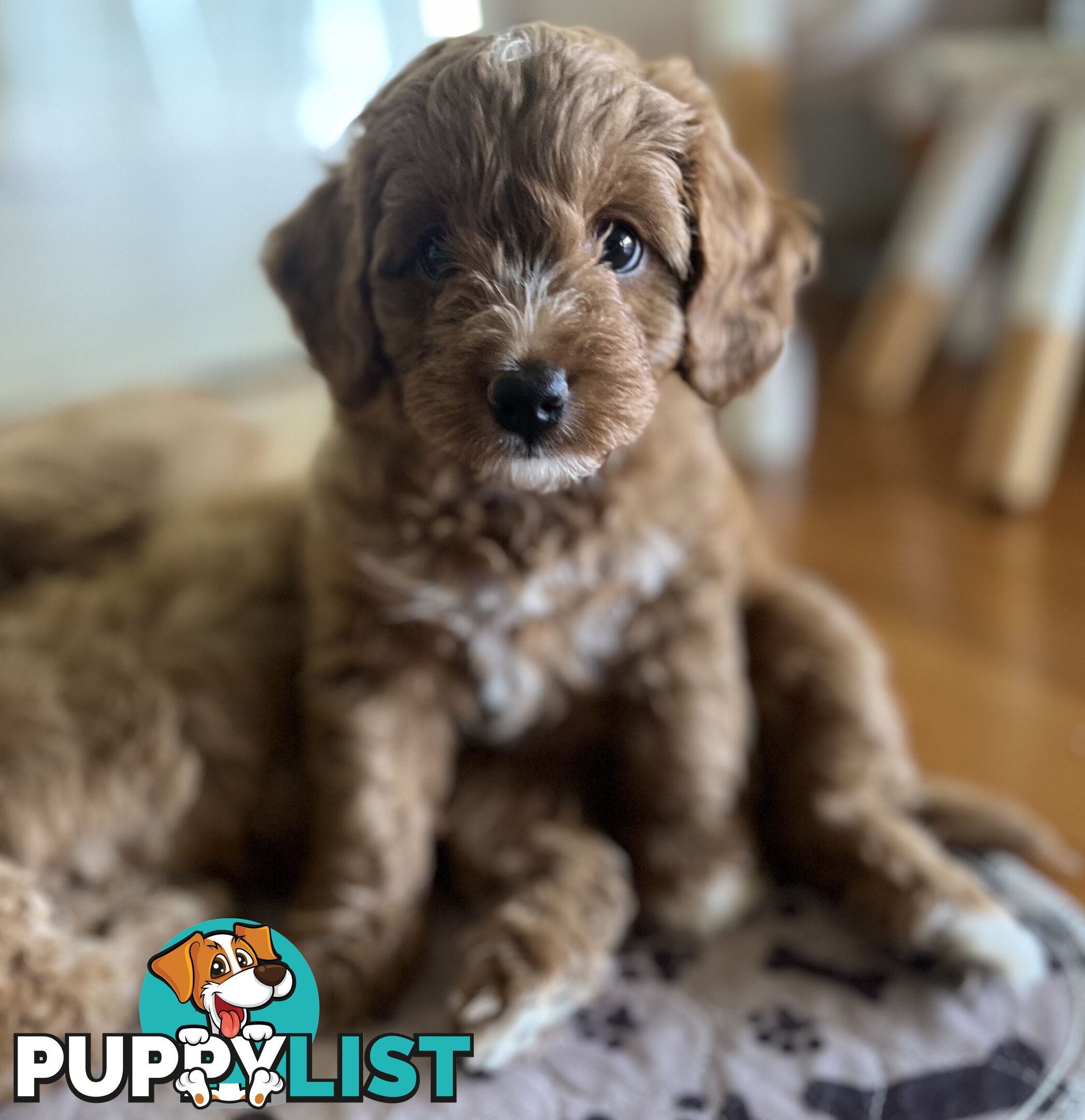 3 Toy Cavoodle Puppies