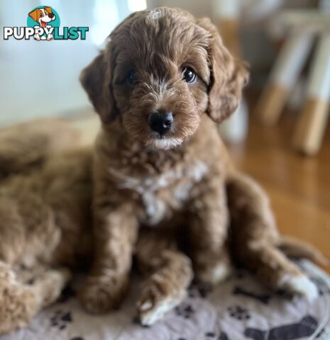 3 Toy Cavoodle Puppies