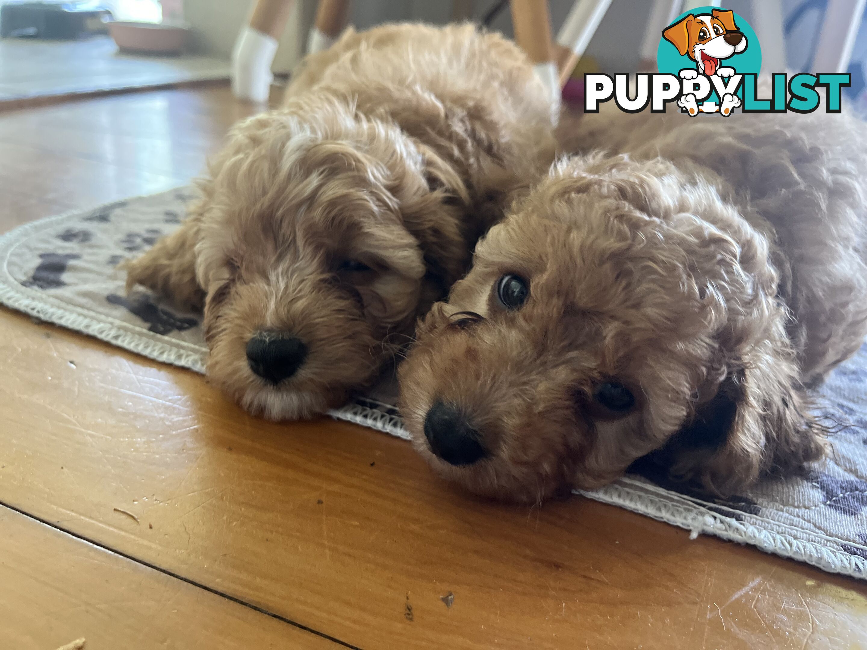 3 Toy Cavoodle Puppies