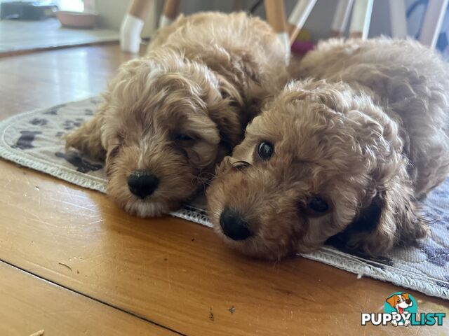 3 Toy Cavoodle Puppies