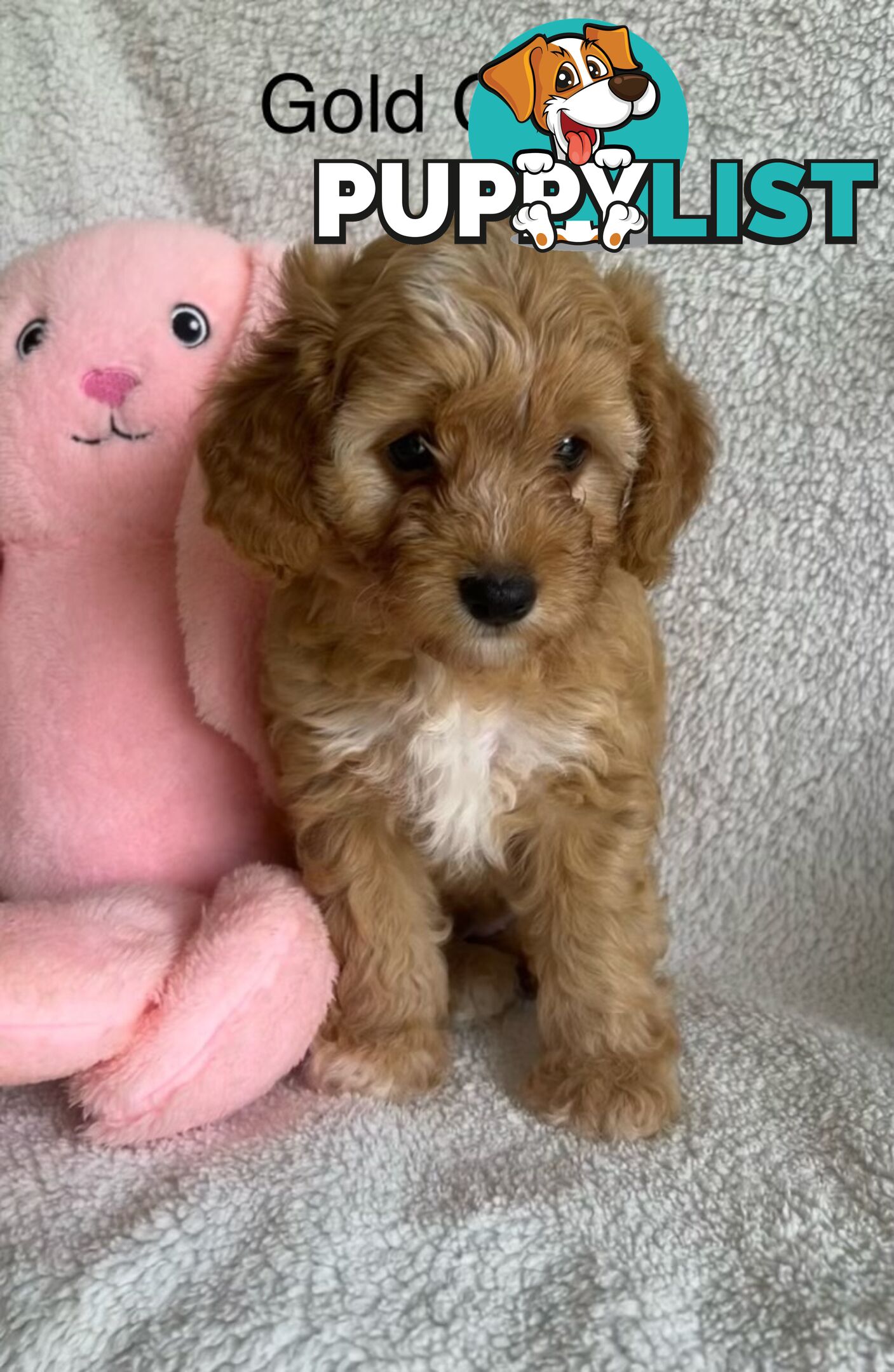 3 Toy Cavoodle Puppies