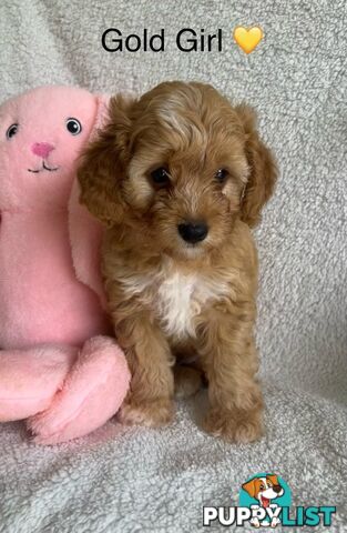 3 Toy Cavoodle Puppies