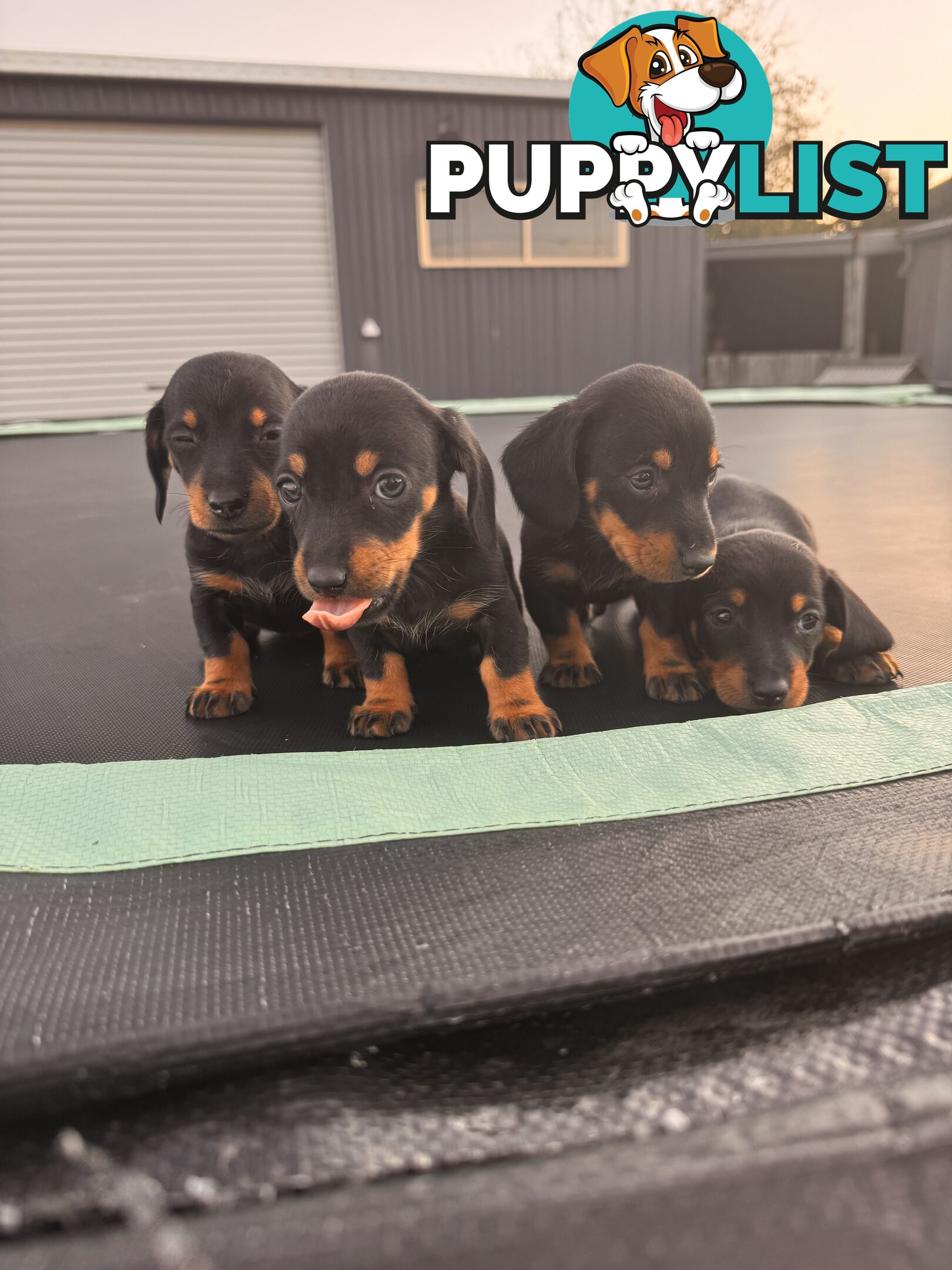 Mini dachshund price reduced