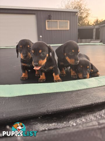 Mini dachshund price reduced