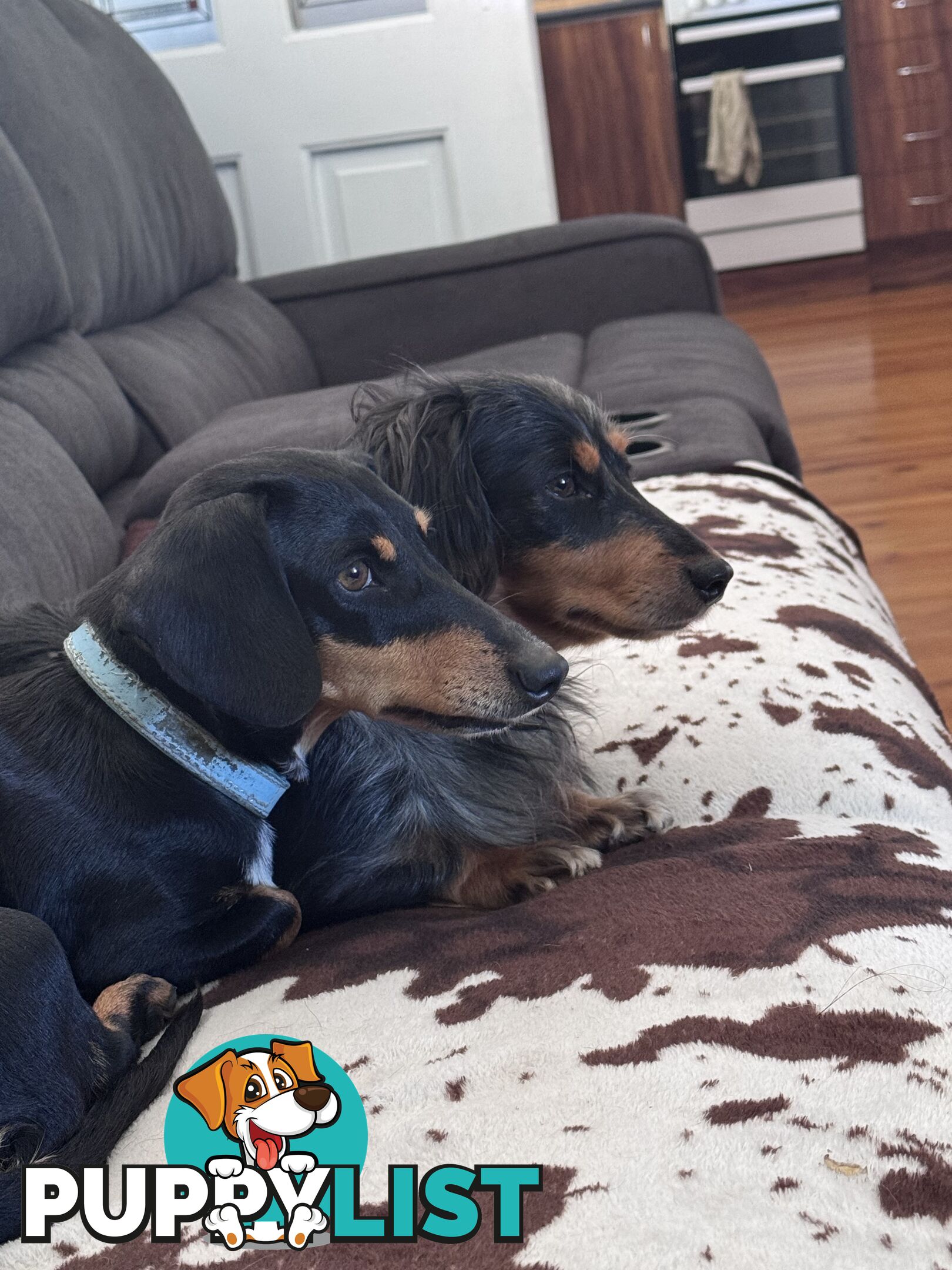 Mini dachshund price reduced