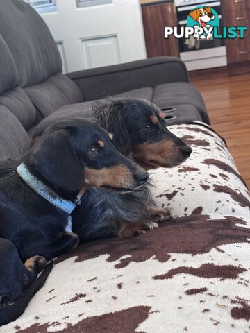 Mini dachshund price reduced