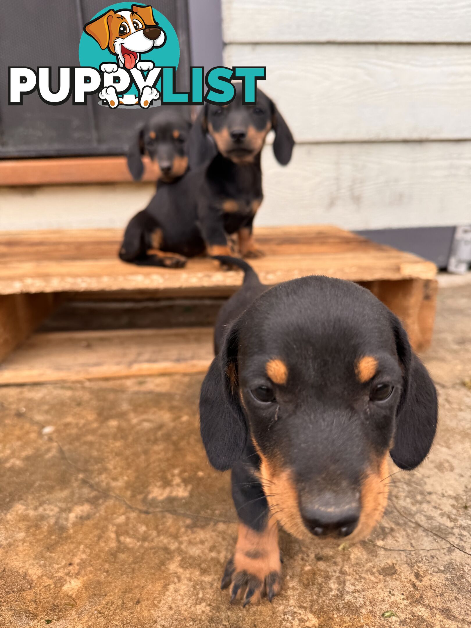 Mini dachshund price reduced