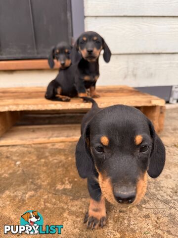 Mini dachshund price reduced