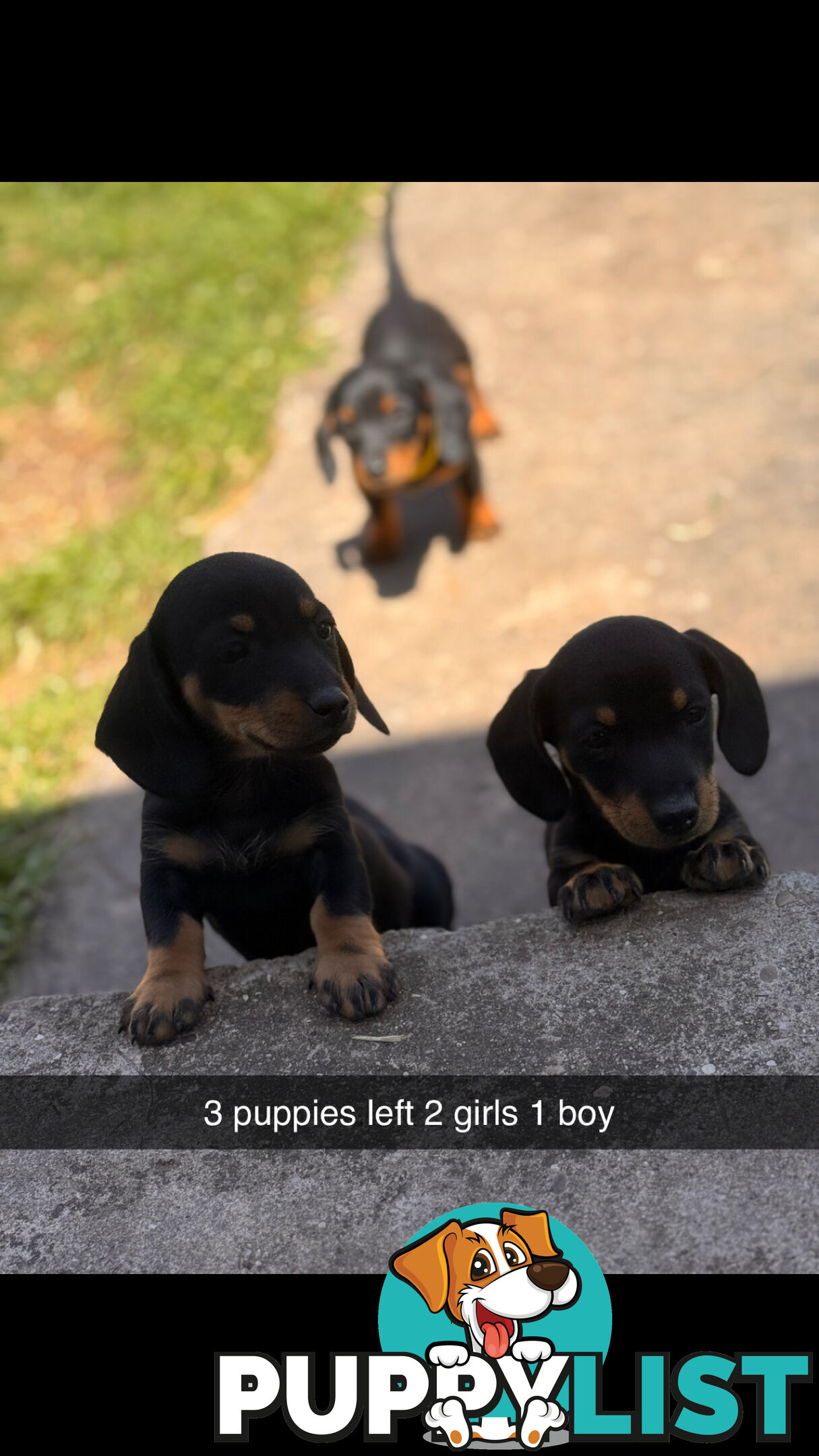 Mini dachshund price reduced