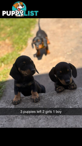 Mini dachshund price reduced