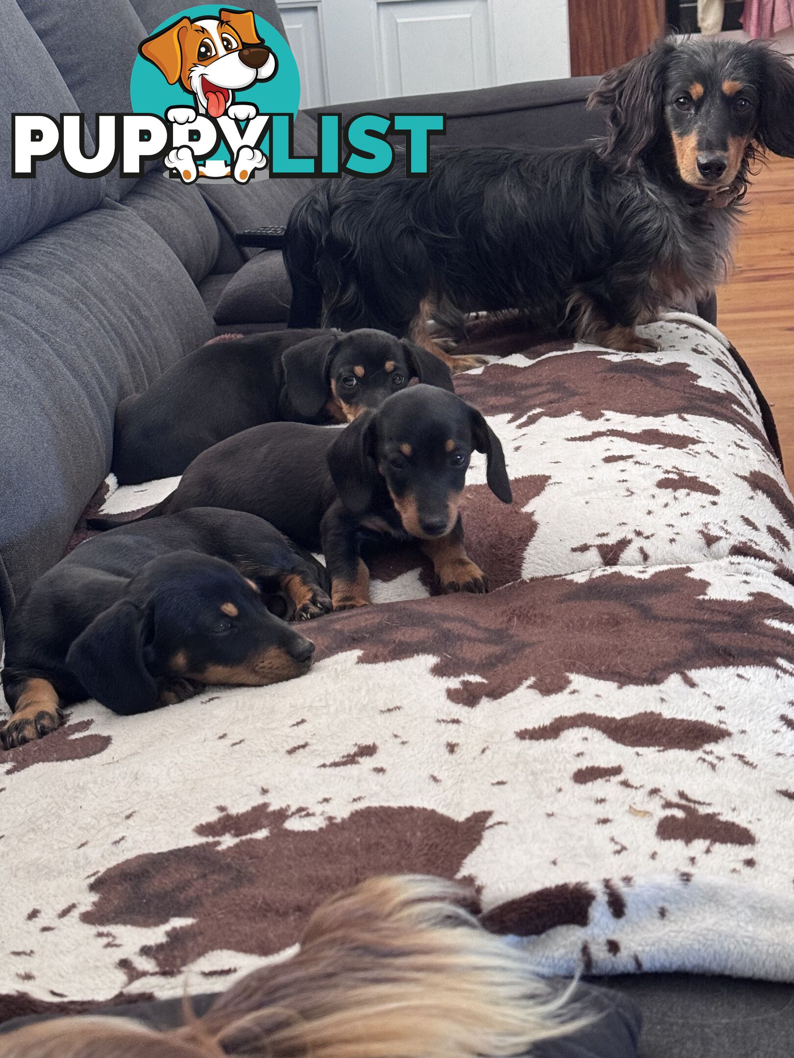 Mini dachshund price reduced