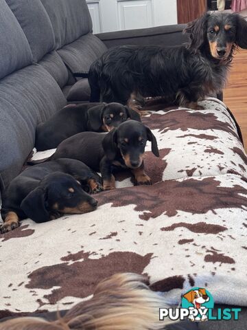 Mini dachshund price reduced