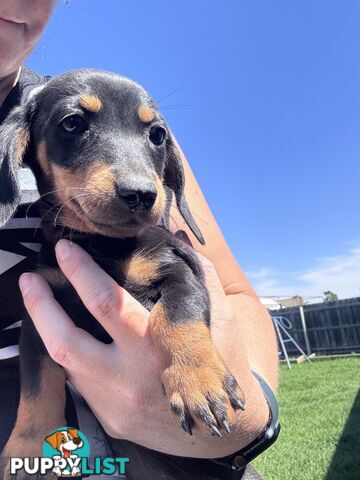 Mini dachshund price reduced