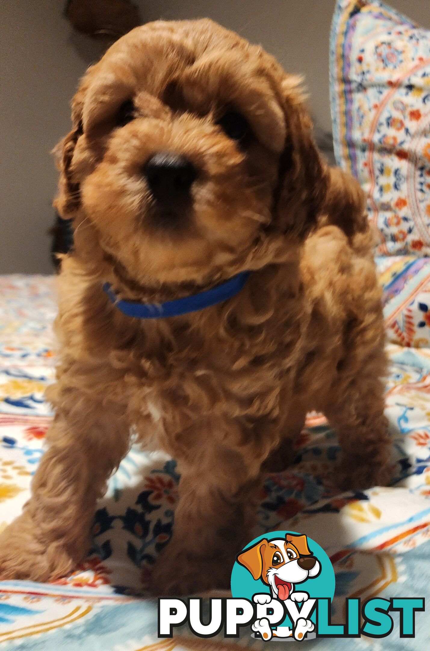 Toy cavoodles puppies looking for furever home