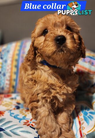 Toy cavoodles puppies looking for furever home