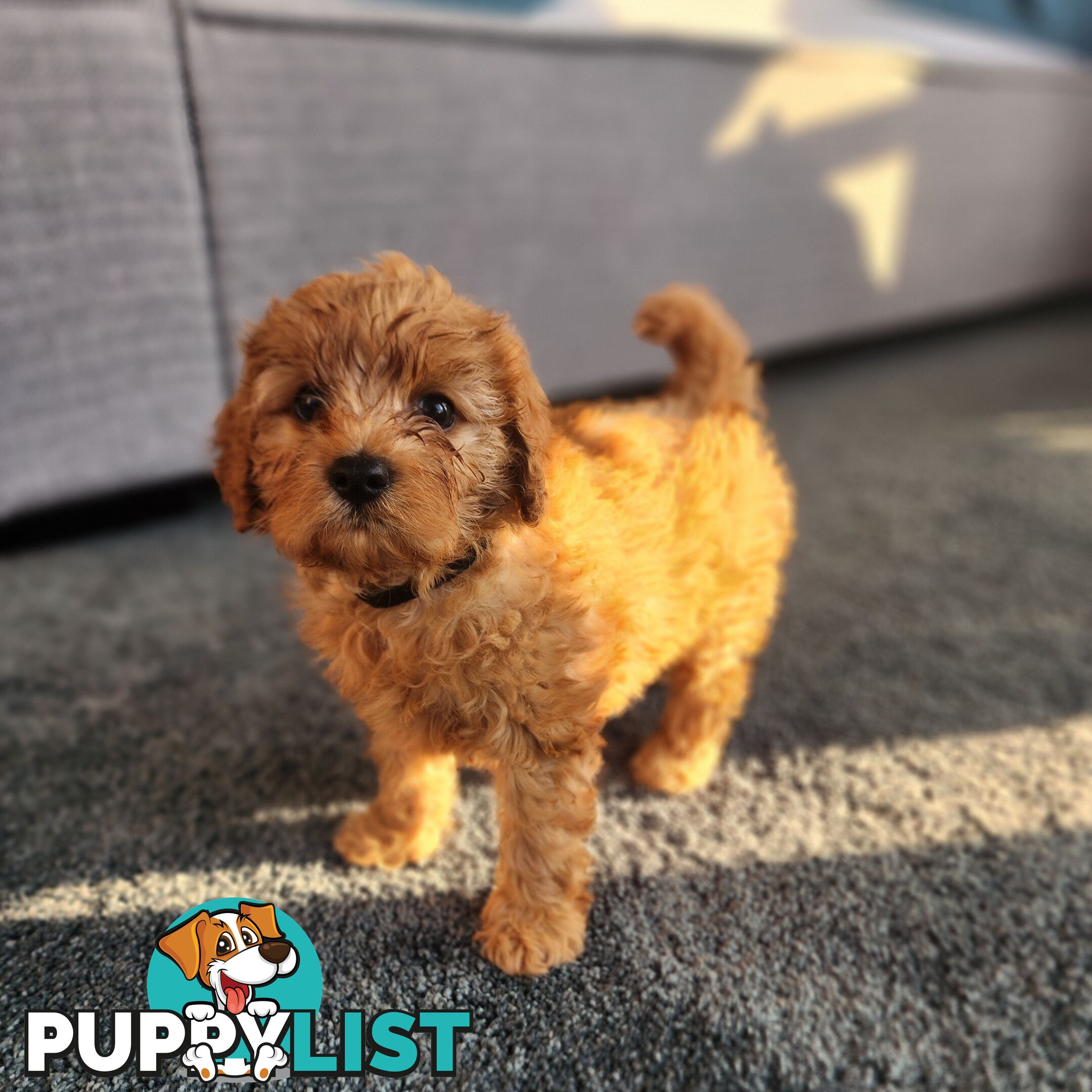 Toy cavoodles puppies looking for furever home