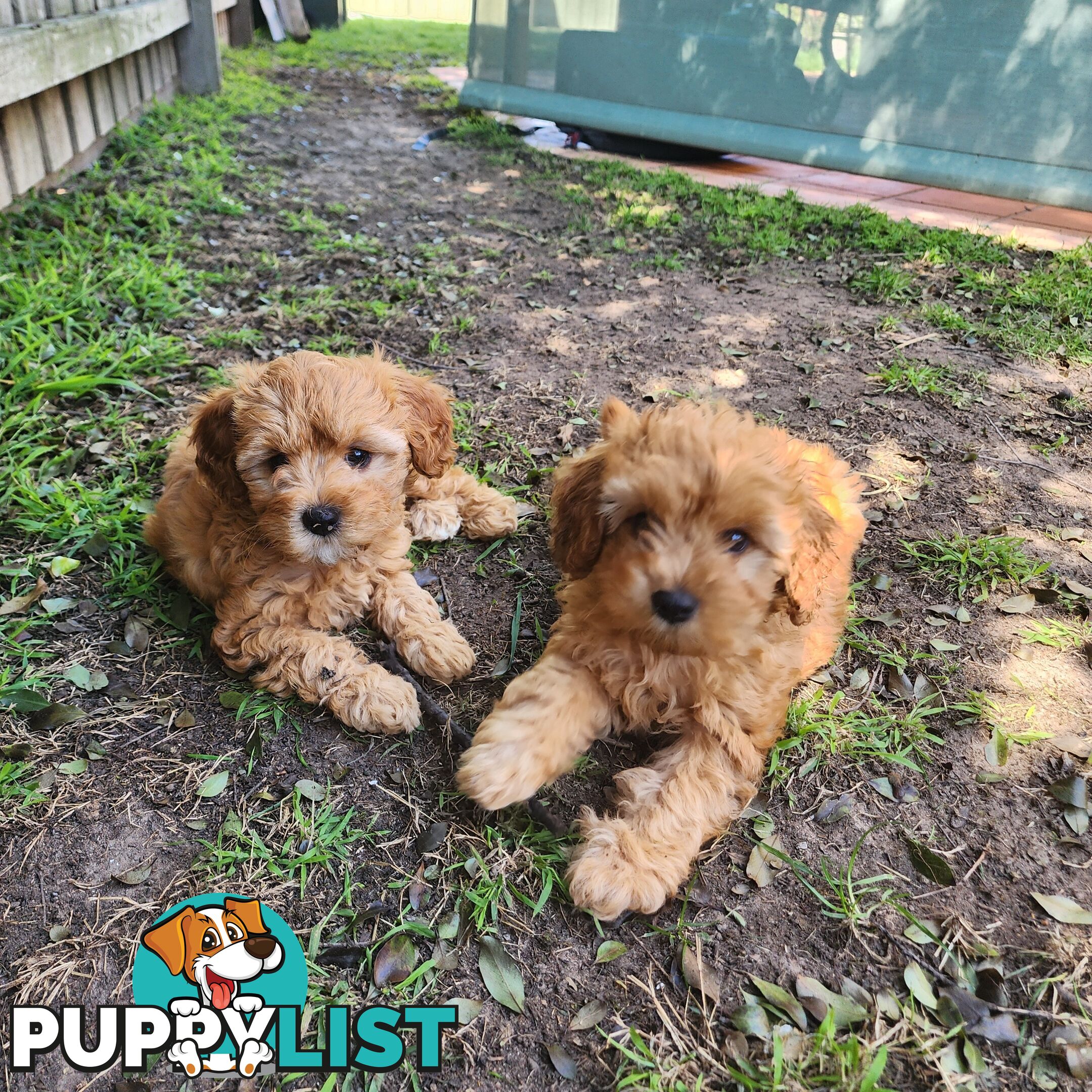 Toy cavoodles looking for furever home