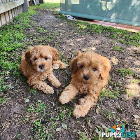 Toy cavoodles looking for furever home