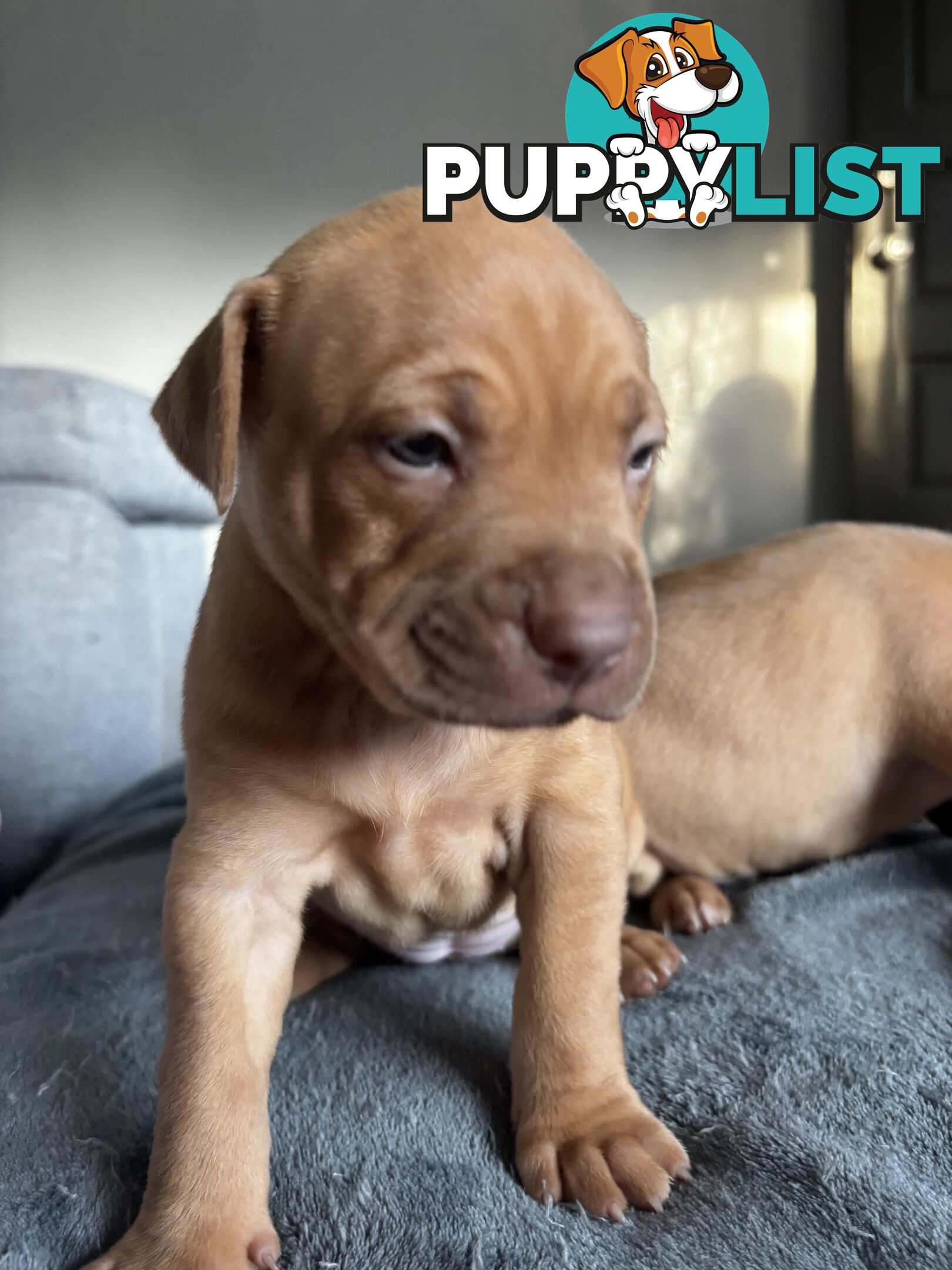 Am Staff pups