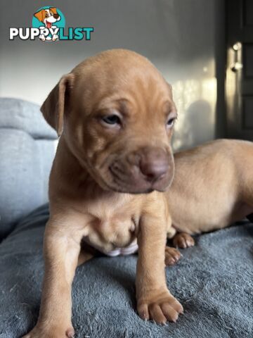 Am Staff pups