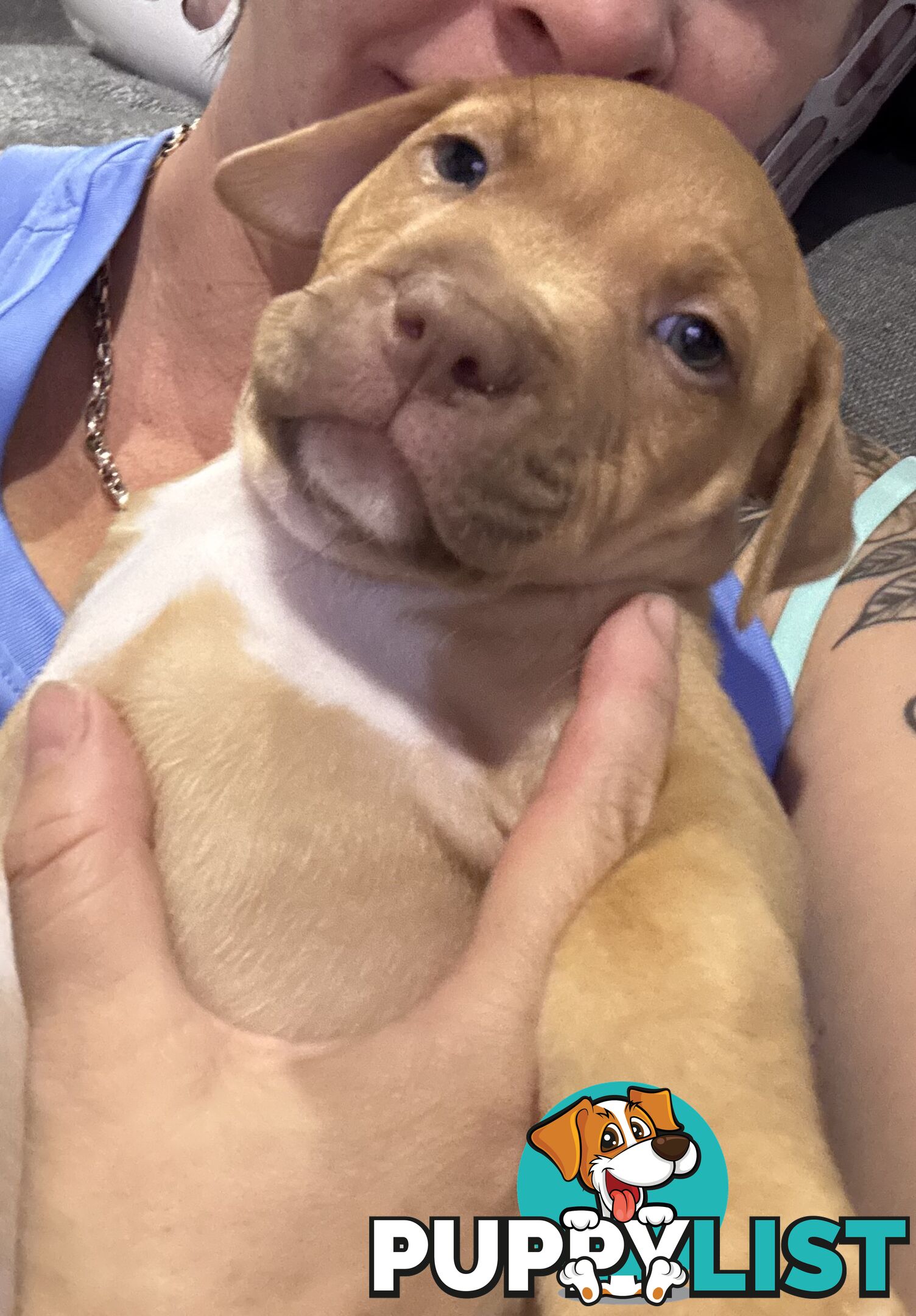 Am Staff pups
