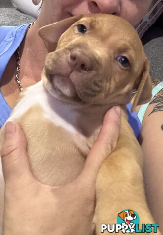 Am Staff pups