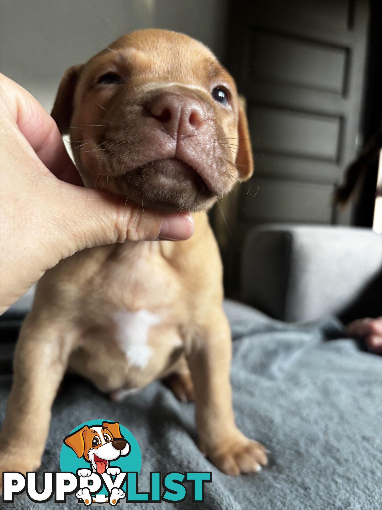 Am Staff pups
