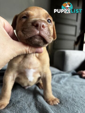 Am Staff pups
