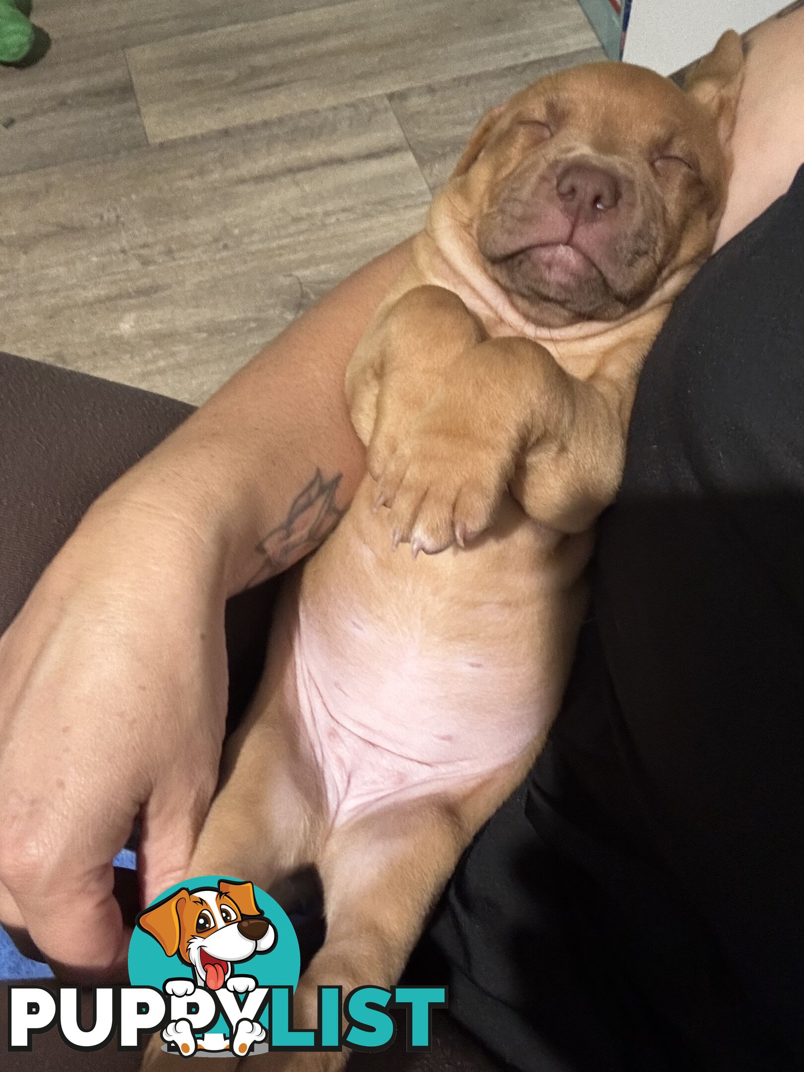 Am Staff pups