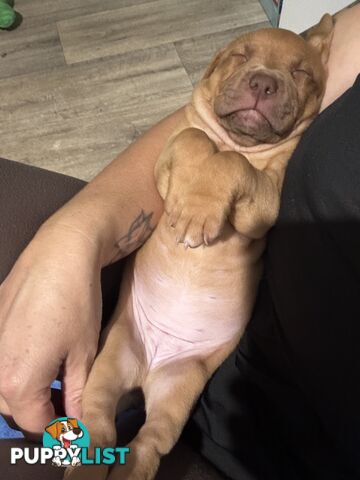 Am Staff pups