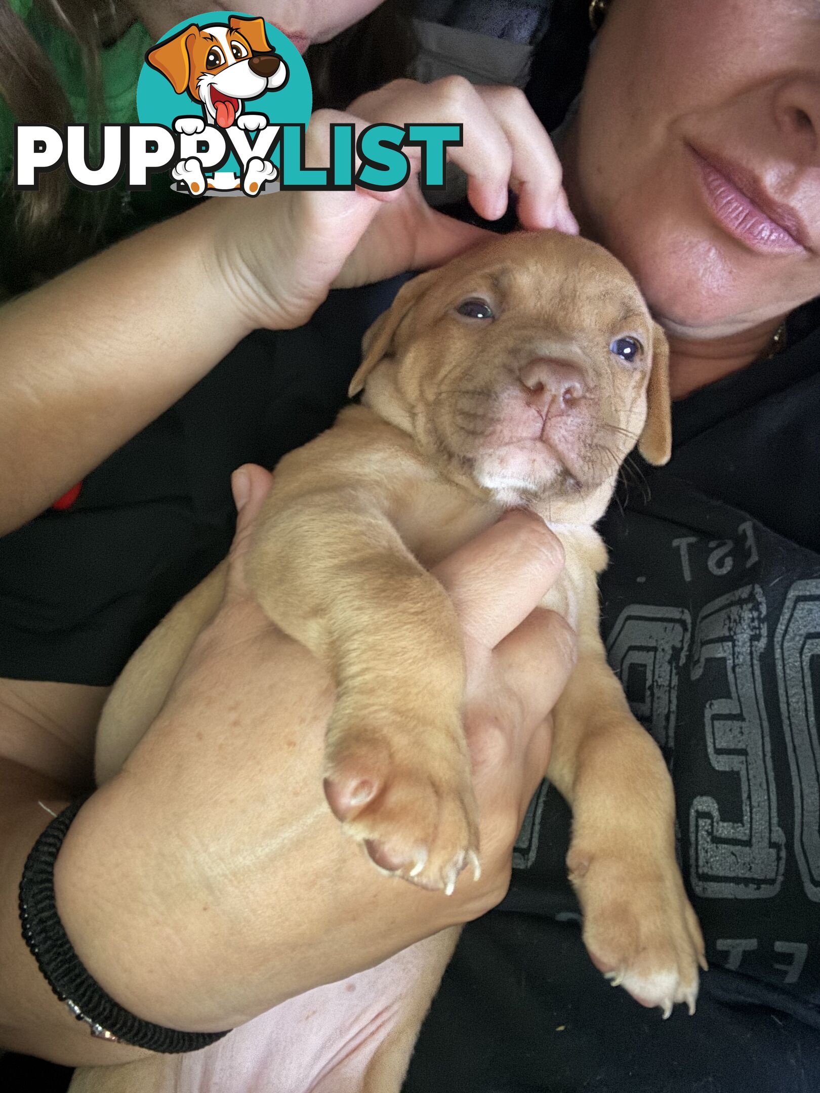 Am Staff pups