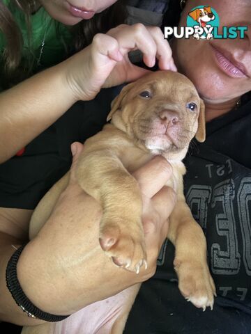 Am Staff pups