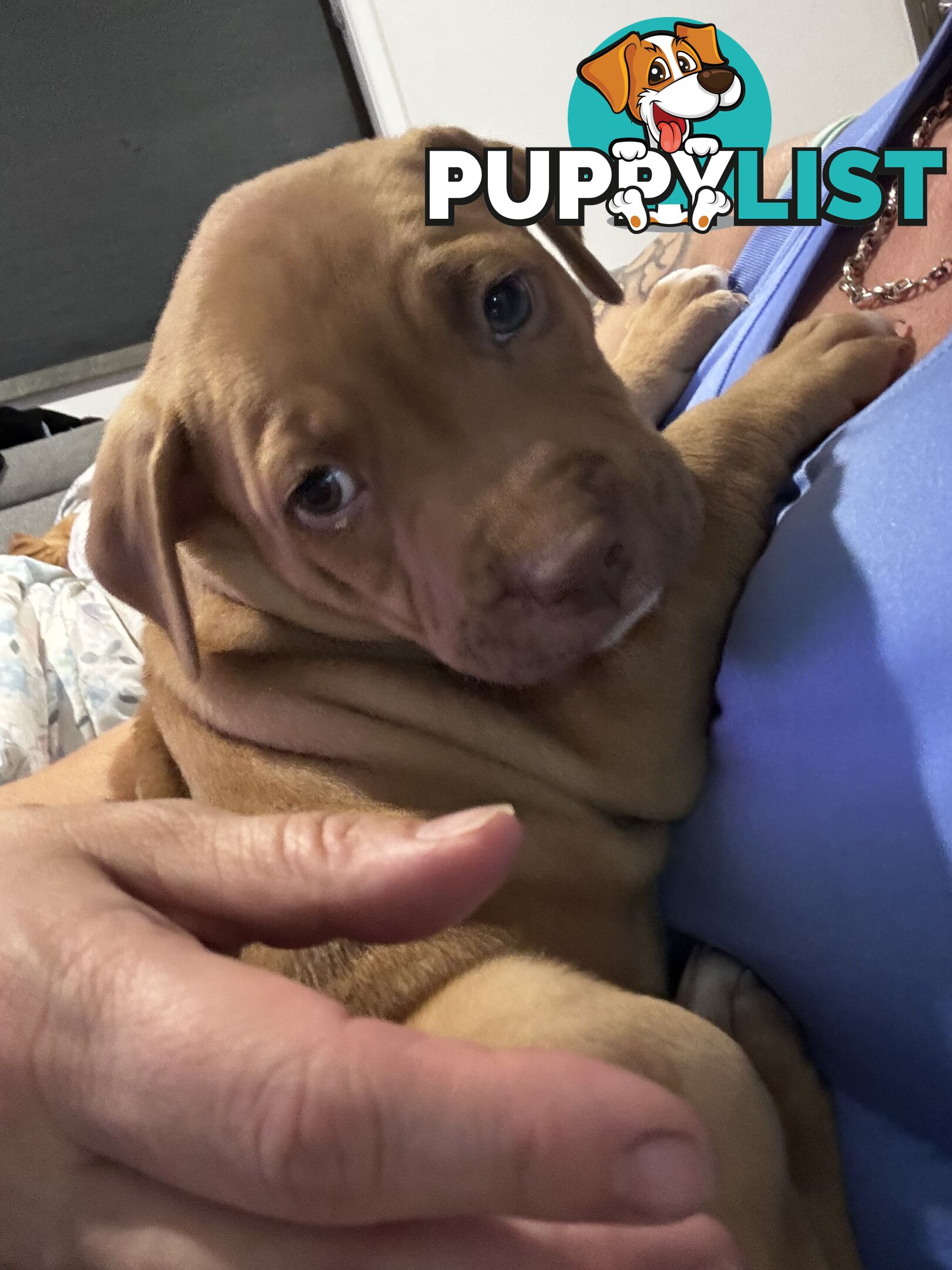 Am Staff pups