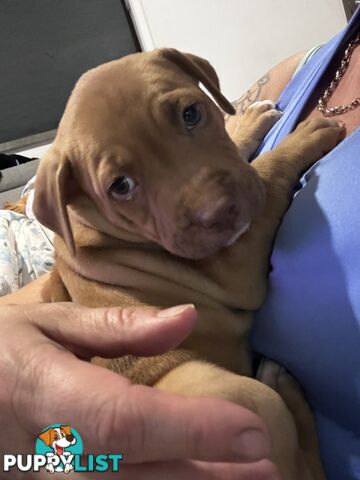 Am Staff pups
