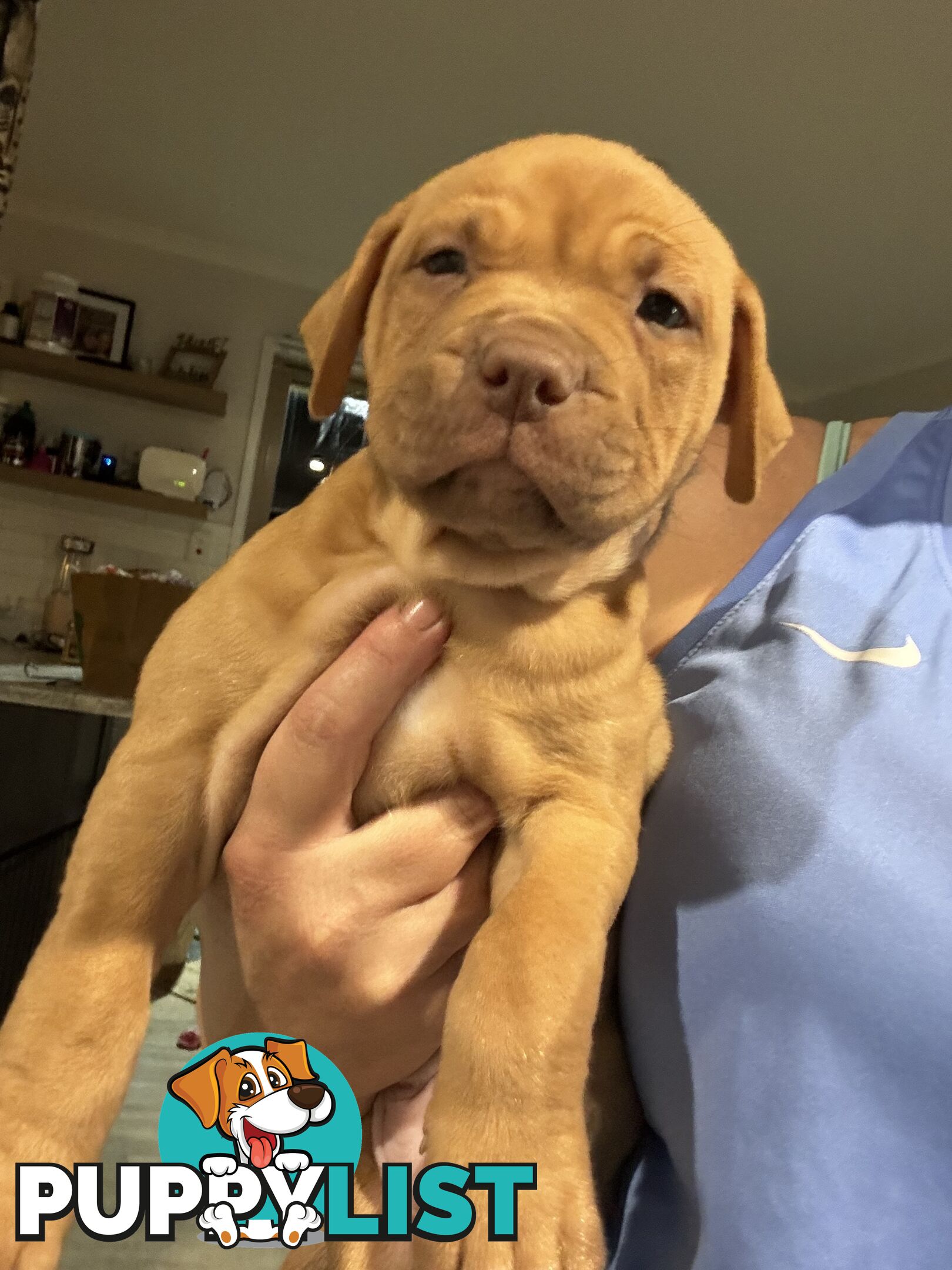 Am Staff pups