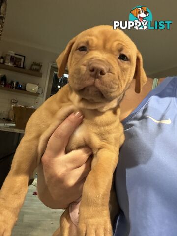 Am Staff pups