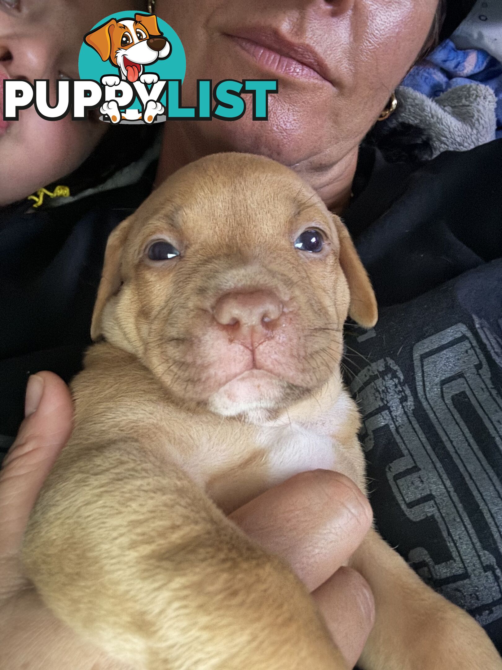Am Staff pups