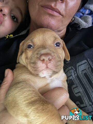 Am Staff pups